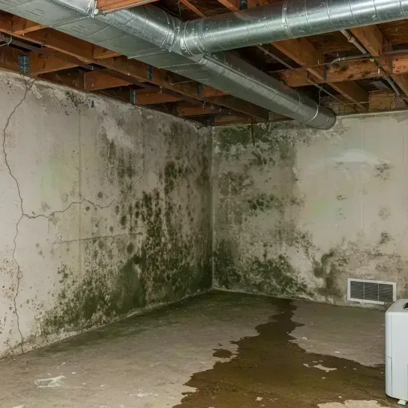 Professional Mold Removal in Russell Springs, KY